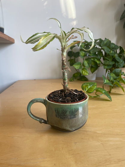 Green and Black Teacup Planter