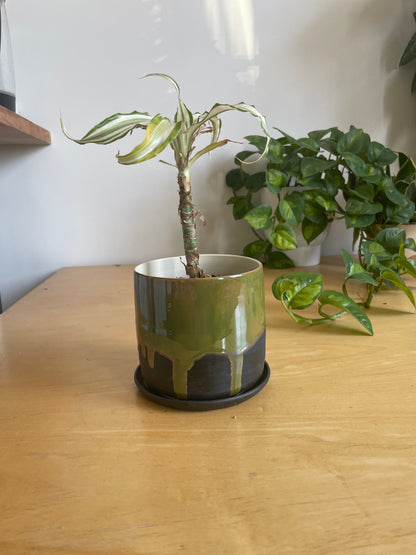 Black and Metallic Green Planter