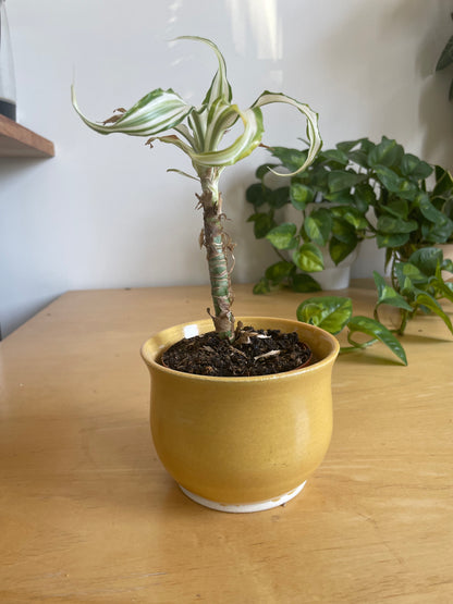 Small Yellow Planter